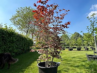 Fagus sylvatica atropunicea (rode beuk) - afbeelding 1 van  2