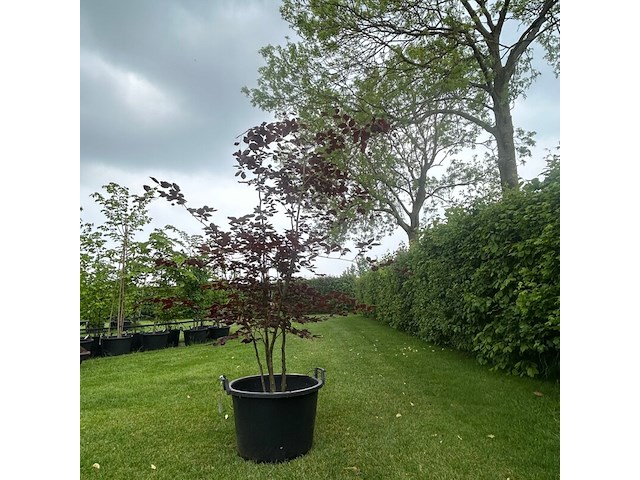 Fagus sylvatica atropunicea (rode beuk) - afbeelding 1 van  2