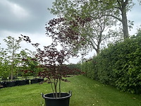 Fagus sylvatica atropunicea (rode beuk) - afbeelding 1 van  2
