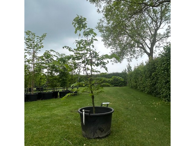 Fagus sylvatica atropunicea (rode beuk) - afbeelding 1 van  2
