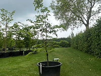 Fagus sylvatica atropunicea (rode beuk) - afbeelding 1 van  2