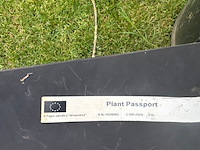 Fagus sylvatica atropunicea (rode beuk) - afbeelding 2 van  2