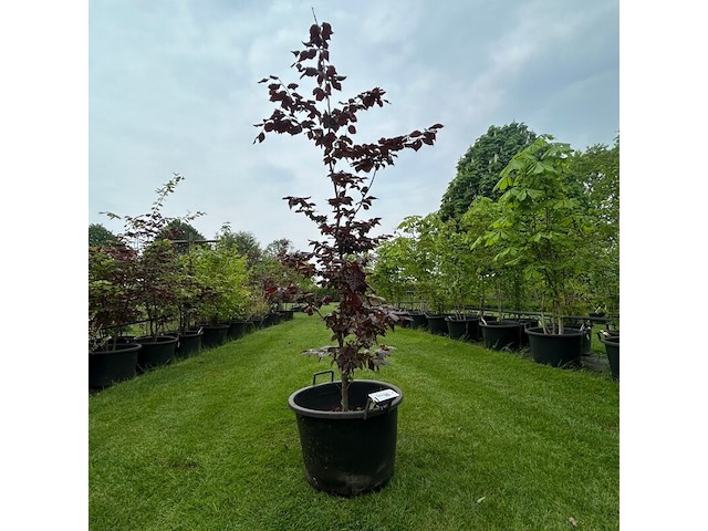 Fagus sylvatica atropunicea (rode beuk) - afbeelding 1 van  2