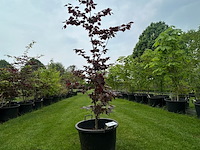 Fagus sylvatica atropunicea (rode beuk) - afbeelding 1 van  2