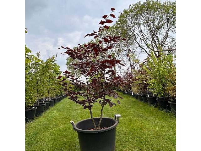 Fagus sylvatica atropunicea (rode beuk) - afbeelding 1 van  2