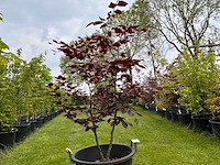 Fagus sylvatica atropunicea (rode beuk) - afbeelding 1 van  2