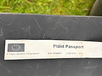 Fagus sylvatica atropunicea (rode beuk) - afbeelding 2 van  2