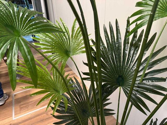 Fan palm kunstplant (180cm hoog) - afbeelding 3 van  15