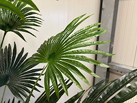 Fan palm kunstplant (180cm hoog) - afbeelding 3 van  3