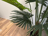 Fan palm kunstplant (180cm hoog) - afbeelding 5 van  15