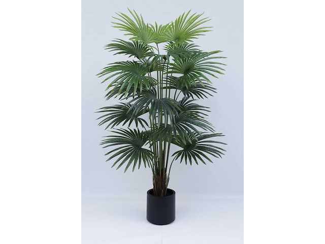 Fan palm kunstplant (180cm hoog) - afbeelding 8 van  12