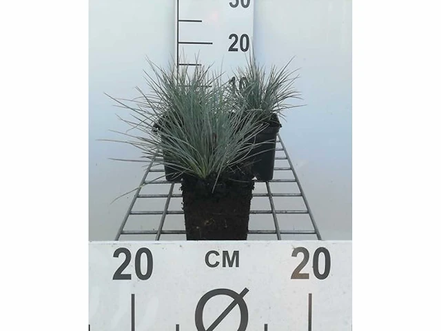 Festuca glauca - planten in pot (40x) - afbeelding 1 van  2