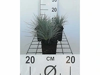Festuca glauca - planten in pot (40x)