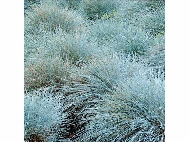 Festuca glauca - planten met pot (96x) - afbeelding 2 van  2