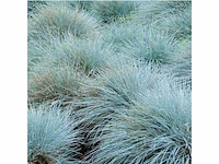 Festuca glauca - planten met pot (96x) - afbeelding 2 van  2