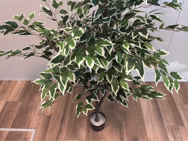 Ficus kunstplant (2x) - afbeelding 5 van  10