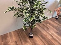 Ficus kunstplant (2x) - afbeelding 10 van  10
