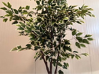 Ficus kunstplant (2x) - afbeelding 8 van  10