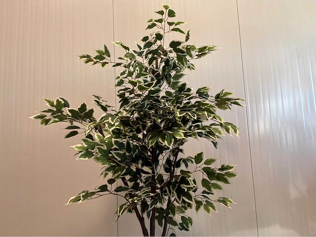 Ficus kunstplant (2x) - afbeelding 6 van  10