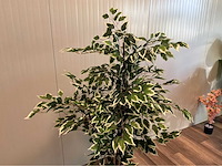 Ficus kunstplant (2x) - afbeelding 3 van  10