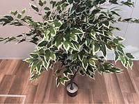 Ficus kunstplant - afbeelding 7 van  10