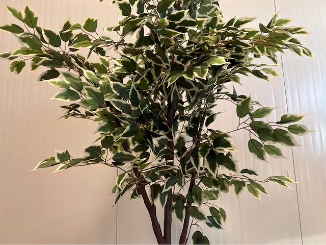 Ficus kunstplant - afbeelding 1 van  3