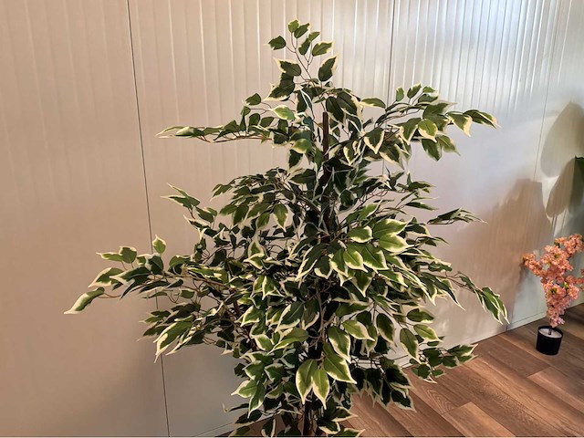 Ficus kunstplant - afbeelding 5 van  7