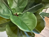 Fiddleleaf tree kunstplant (155cm hoog) - afbeelding 1 van  8