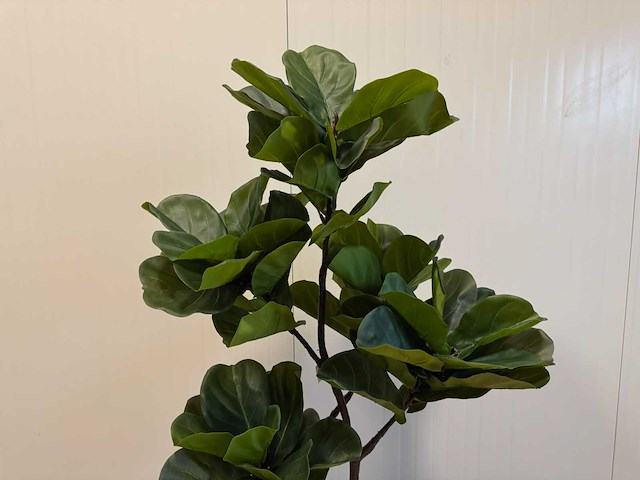 Fiddleleaf tree kunstplant (155cm hoog) - afbeelding 4 van  8