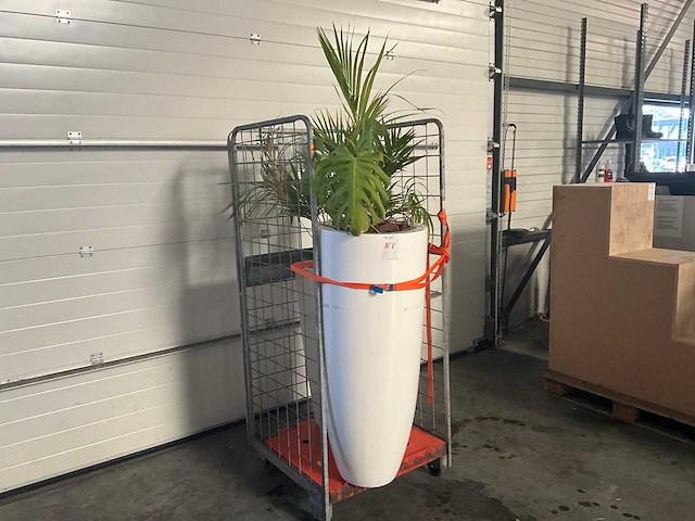 Flora limburg plant met pot ø40x76cm (2x) - afbeelding 1 van  8