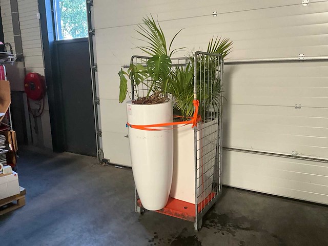 Flora limburg plant met pot ø40x76cm (2x) - afbeelding 2 van  8