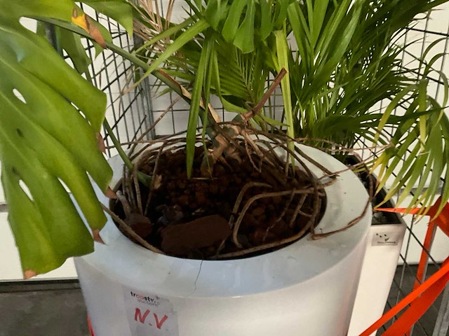 Flora limburg plant met pot ø40x76cm (2x) - afbeelding 3 van  8