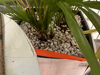Flora limburg plant met pot ø40x76cm (2x) - afbeelding 4 van  8