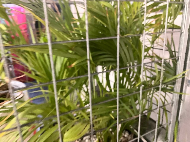 Flora limburg plant met pot ø40x76cm (2x) - afbeelding 7 van  8