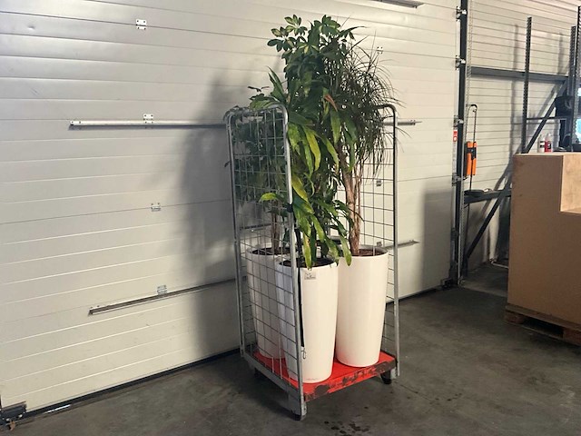 Flora limburg plant met pot ø40x76cm (4x) - afbeelding 1 van  8