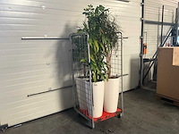 Flora limburg plant met pot ø40x76cm (4x) - afbeelding 1 van  8