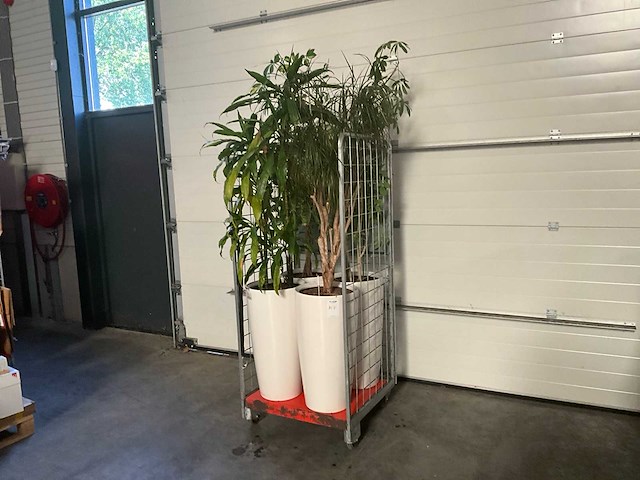 Flora limburg plant met pot ø40x76cm (4x) - afbeelding 2 van  8
