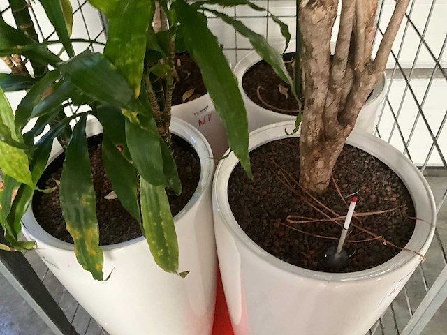 Flora limburg plant met pot ø40x76cm (4x) - afbeelding 3 van  8