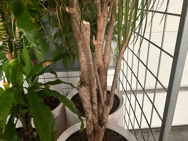 Flora limburg plant met pot ø40x76cm (4x) - afbeelding 4 van  8