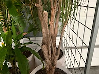 Flora limburg plant met pot ø40x76cm (4x) - afbeelding 4 van  8