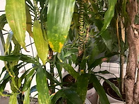 Flora limburg plant met pot ø40x76cm (4x) - afbeelding 5 van  8