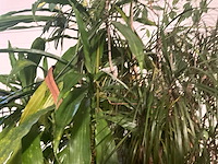 Flora limburg plant met pot ø40x76cm (4x) - afbeelding 6 van  8