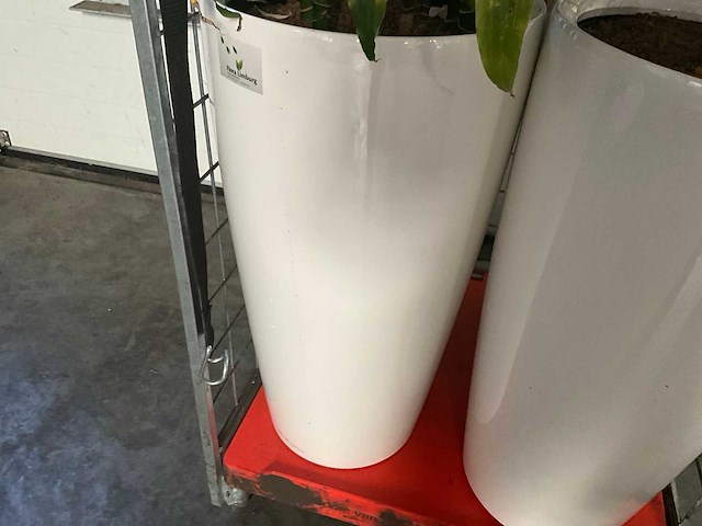 Flora limburg plant met pot ø40x76cm (4x) - afbeelding 7 van  8