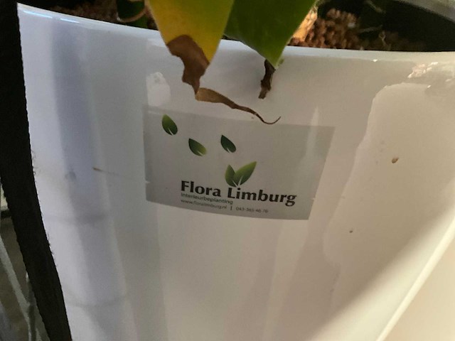 Flora limburg plant met pot ø40x76cm (4x) - afbeelding 8 van  8