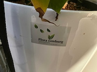 Flora limburg plant met pot ø40x76cm (4x) - afbeelding 8 van  8