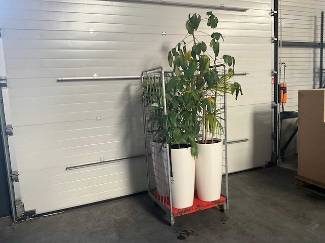 Flora limburg plant met pot ø40x76cm (4x) - afbeelding 1 van  7
