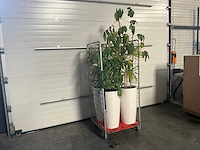 Flora limburg plant met pot ø40x76cm (4x) - afbeelding 1 van  7
