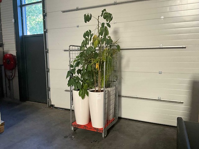 Flora limburg plant met pot ø40x76cm (4x) - afbeelding 2 van  7