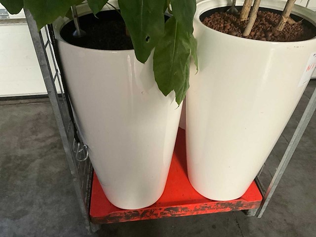 Flora limburg plant met pot ø40x76cm (4x) - afbeelding 3 van  7
