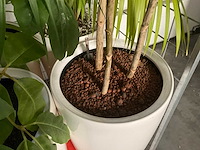 Flora limburg plant met pot ø40x76cm (4x) - afbeelding 4 van  7